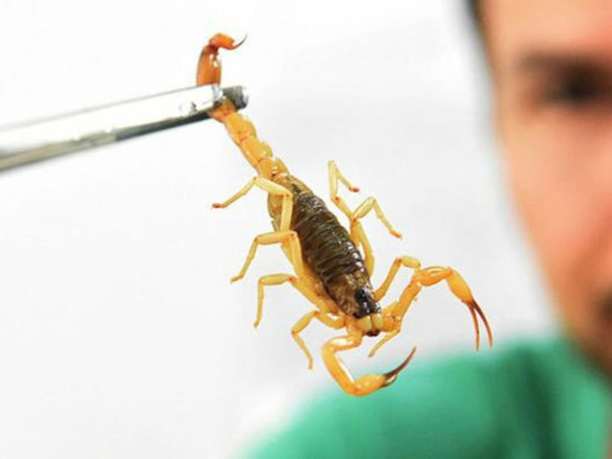 Picadas por escorpiões aumentam na Bahia, saiba o que fazer nestes casos