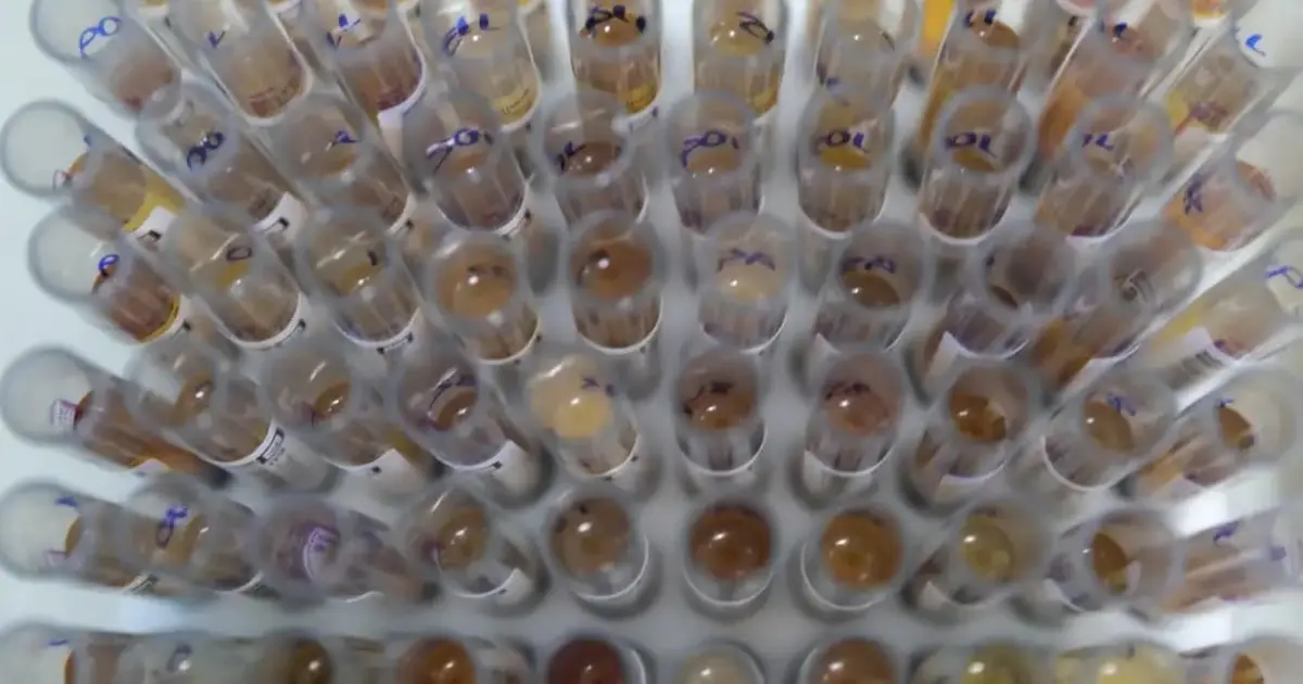 Brasil registra queda de 26,8% nos casos de malária entre janeiro e março de 2025, aponta Ministério da Saúde