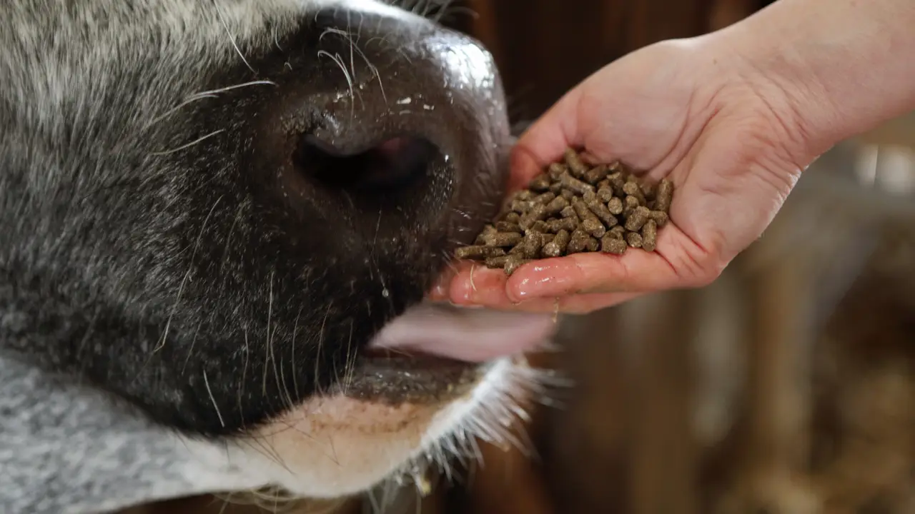 OMS emite alerta sobre aumento de casos de antraz em humanos 