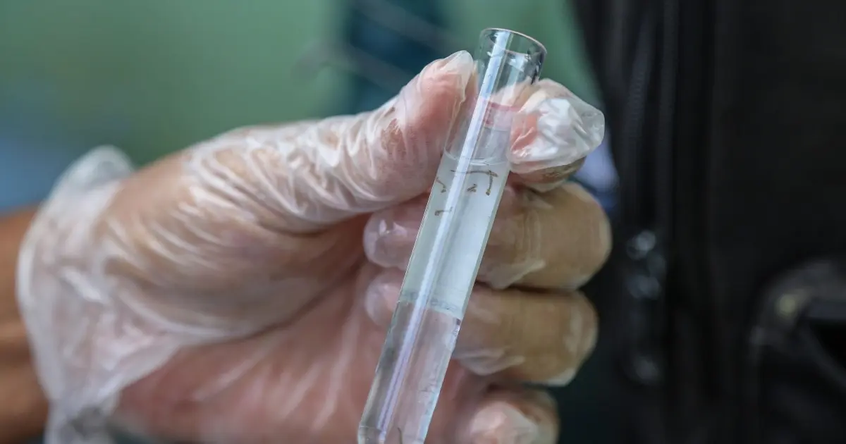 Salvador registra queda nos índices de infestação do mosquito Aedes aegypti, mas permanece em alerta