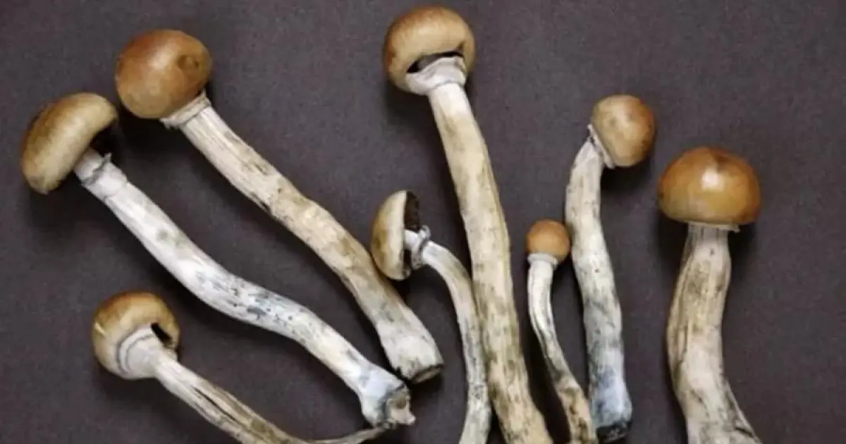 Psilocibina mostra resultados promissores na redução da depressão e ansiedade em pacientes com câncer, aponta estudo