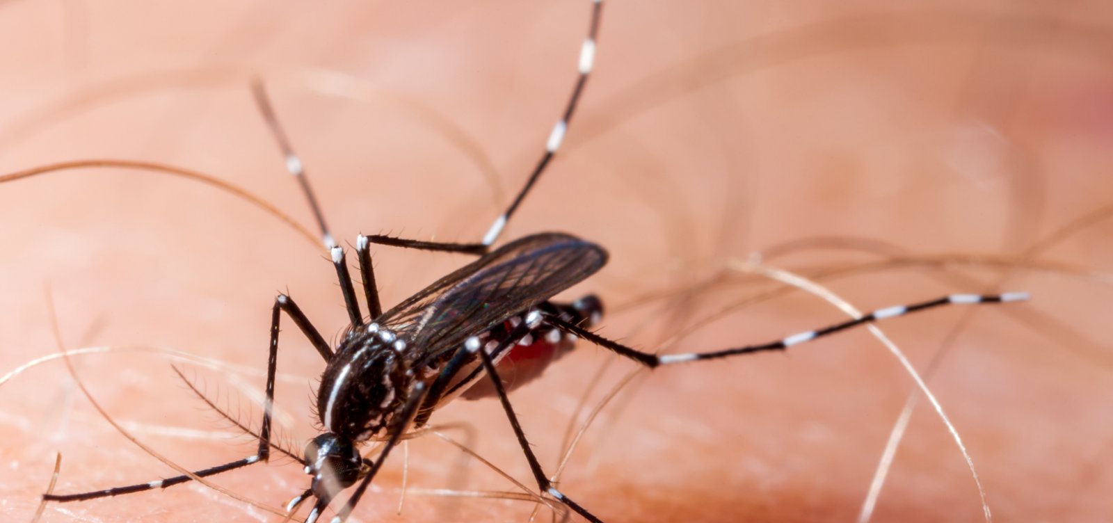 OMS alerta para risco de nova grande epidemia de vírus Chikungunya no mundo